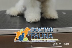 Doctor Fauna
